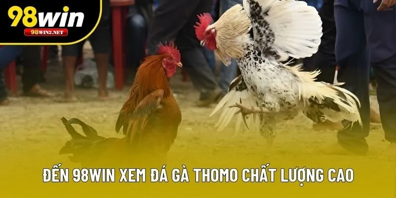 Đến 98WIN xem đá gà Thomo chất lượng cao