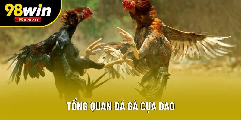 Tổng quan đá gà cựa dao